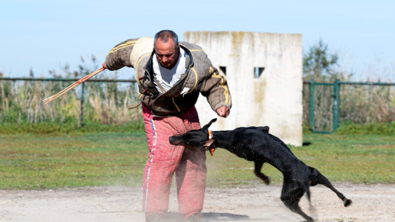 Psy wyszkolone w Nowym Sączu będą pomagały na Ukrainie