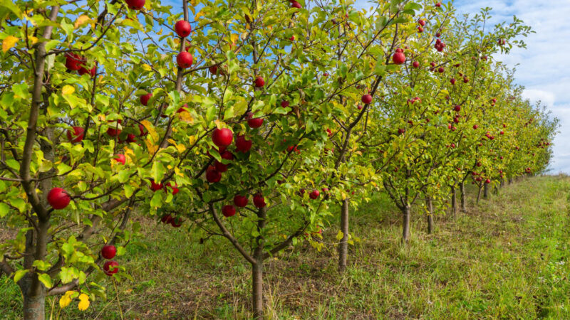 Święto kwitnącej jabłoni – czyli największa impreza w okolicy