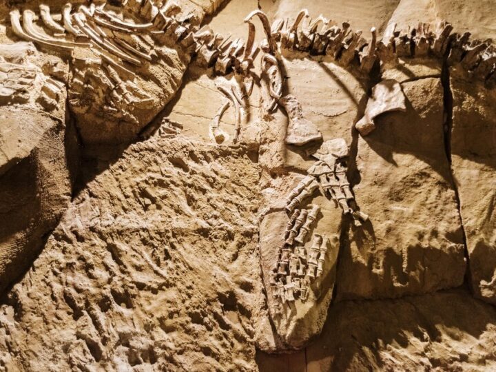 Nowy sezon odkryć archeologicznych przy ruinach zamku w Nowym Sączu